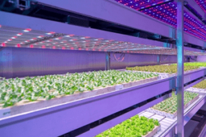 Ứng dụng đèn led trong nông nghiệp
